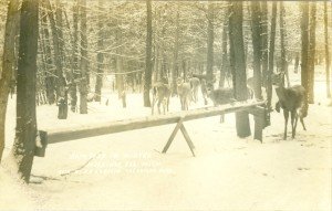 Postcard