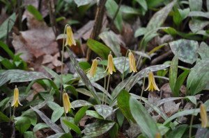 Trout Lily
