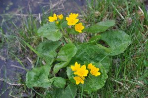 Marsh Marigold
