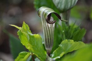 Jack-in-the-pulpit