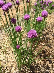 Chives