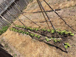 Plants and Trellis 