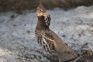 Ruffed Grouse 3