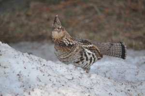 Ruffed Grouse 1