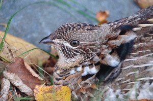 Ruffed Grouse 2
