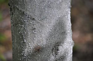 beech-bark-d-2