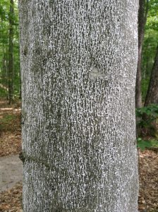 beech-bark-disease-1
