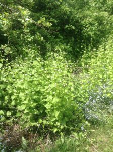 garlic-mustard-2-2