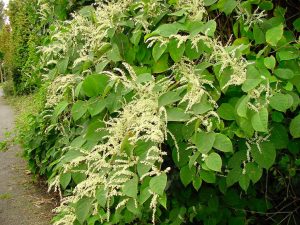 japanese-knotwood1