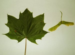 norway_maple