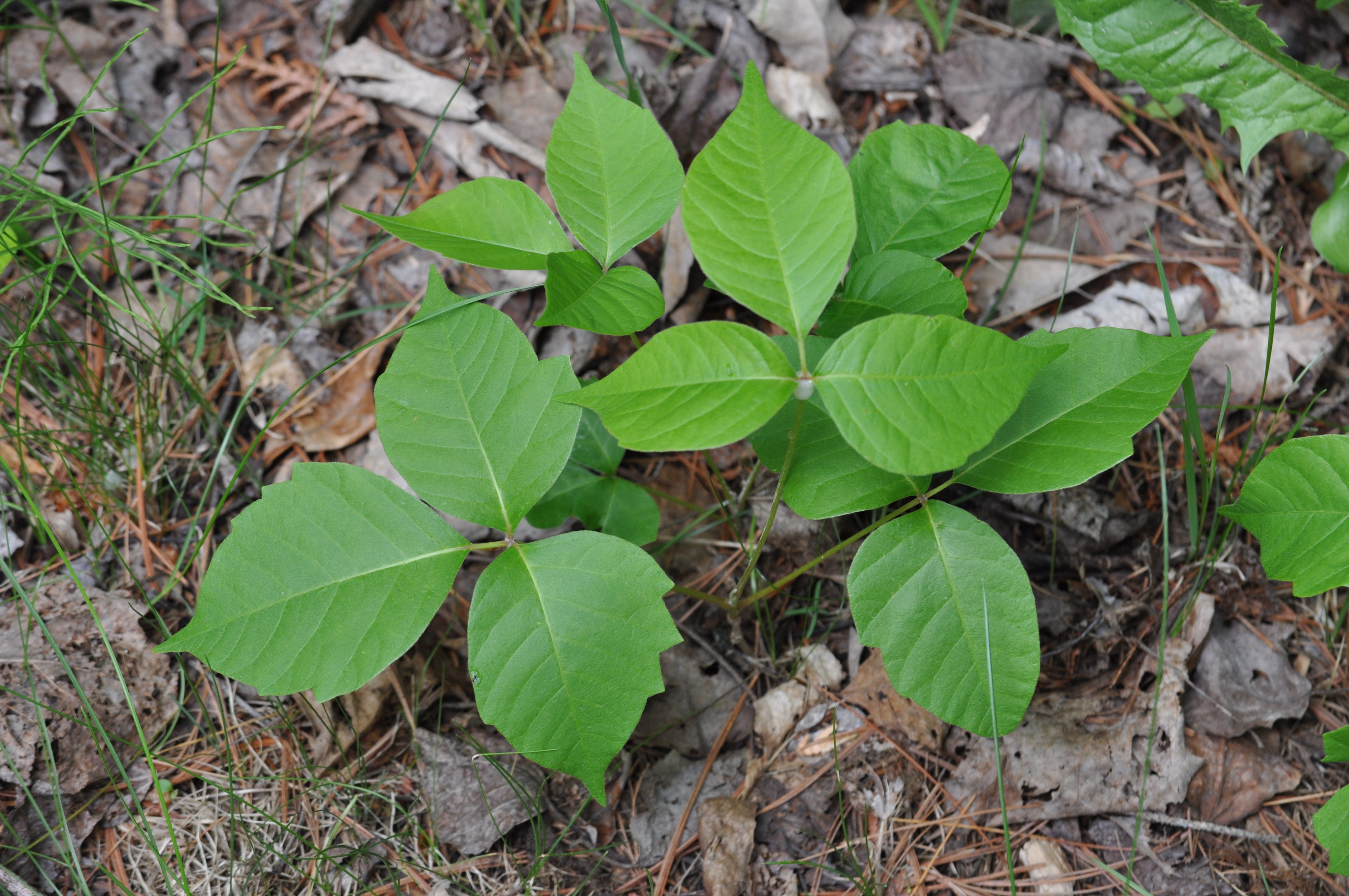 Invasive Species Want to Come to Mackinac, too! - Mackinac State Historic Parks ...