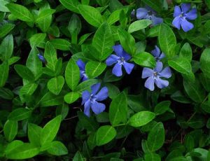 vinca-minor-flowers