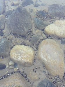 zebra-mussels