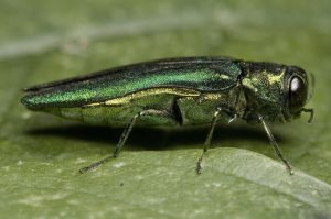 emerald_ash_borer_full