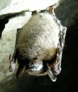 Little Brown Bat with White Nose Syndrome