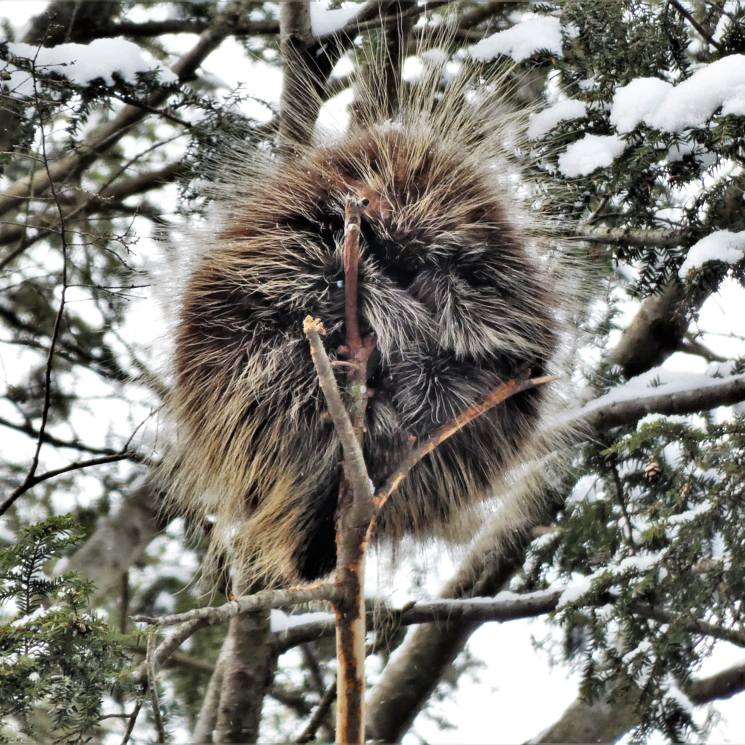 https://www.mackinacparks.com/wp-content/uploads/2021/03/3.-Porcupine-ball-scaled.jpg