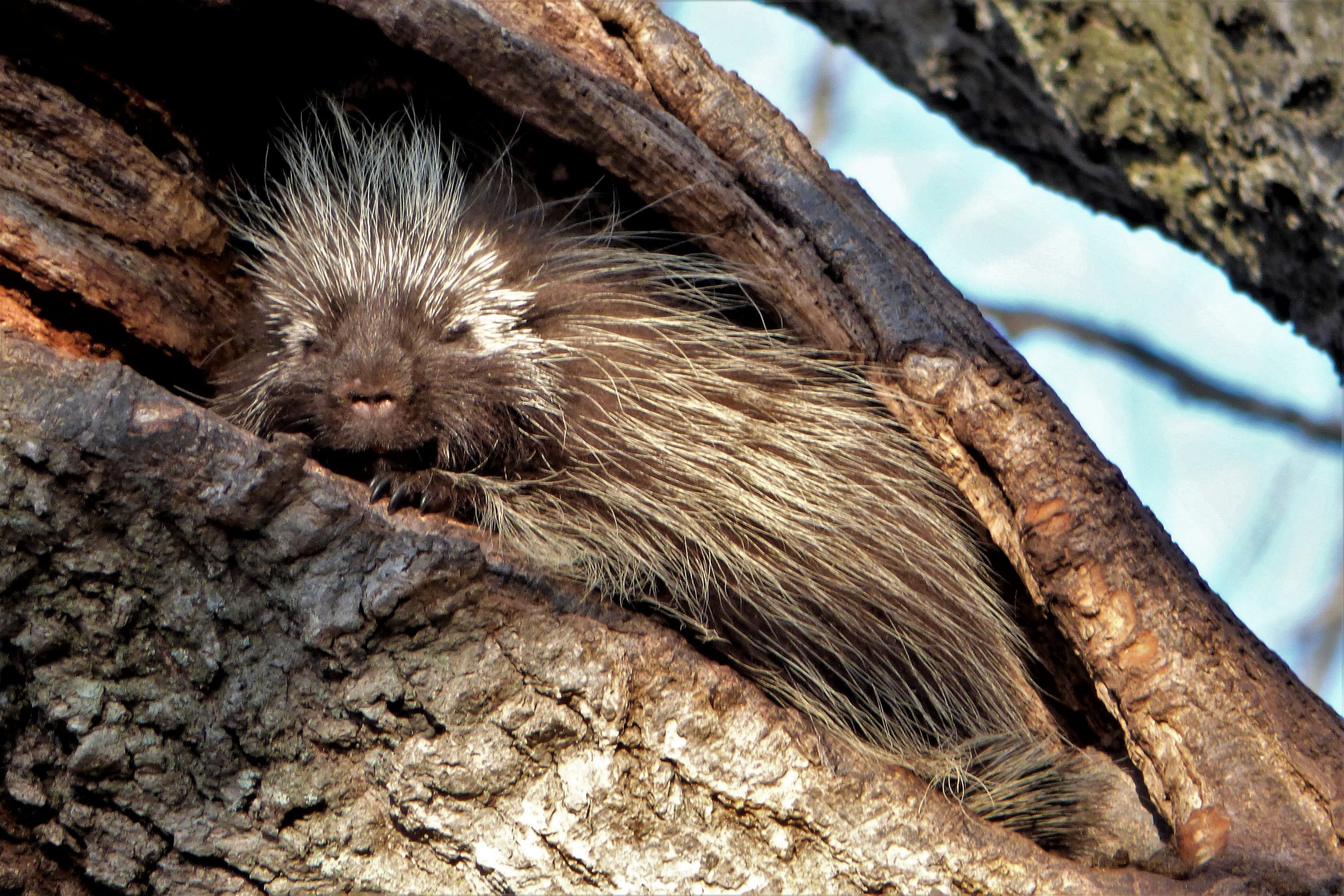 porcupine trap, porcupine traps, porcupine cage, porcupine cages