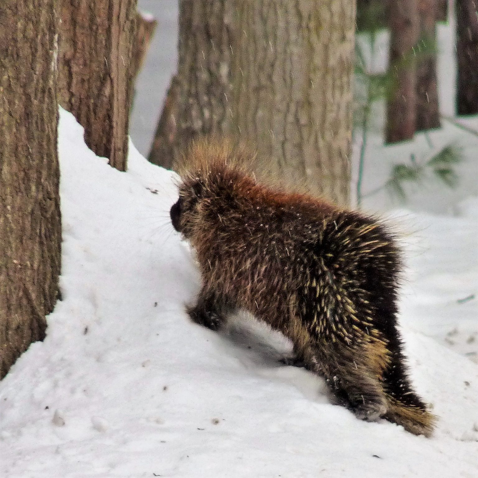 Porcupines of the North Woods Mackinac State Historic Parks