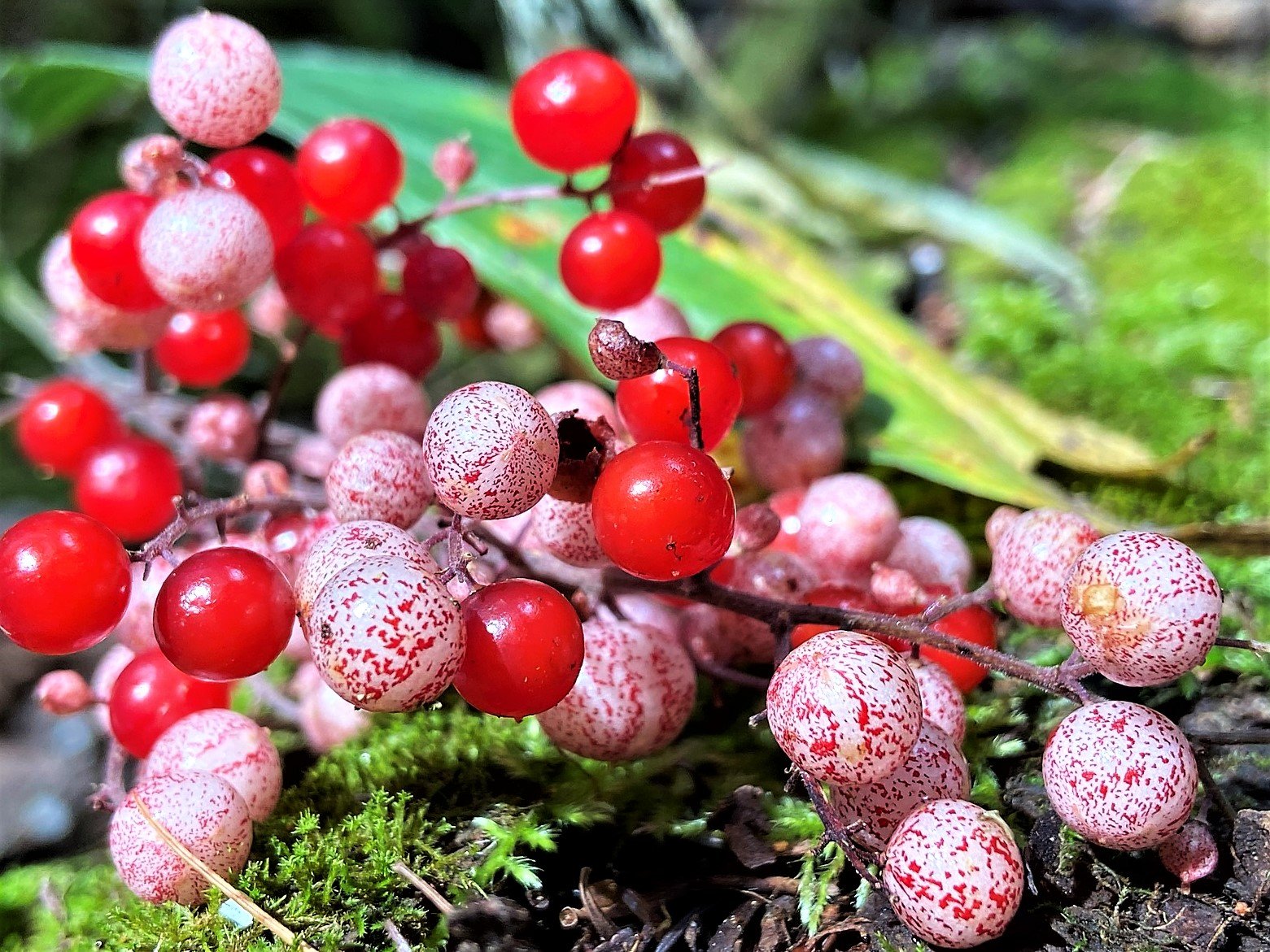 Edible fruits and berries (and some poisonous ones too) - Jack Raven  Bushcraft