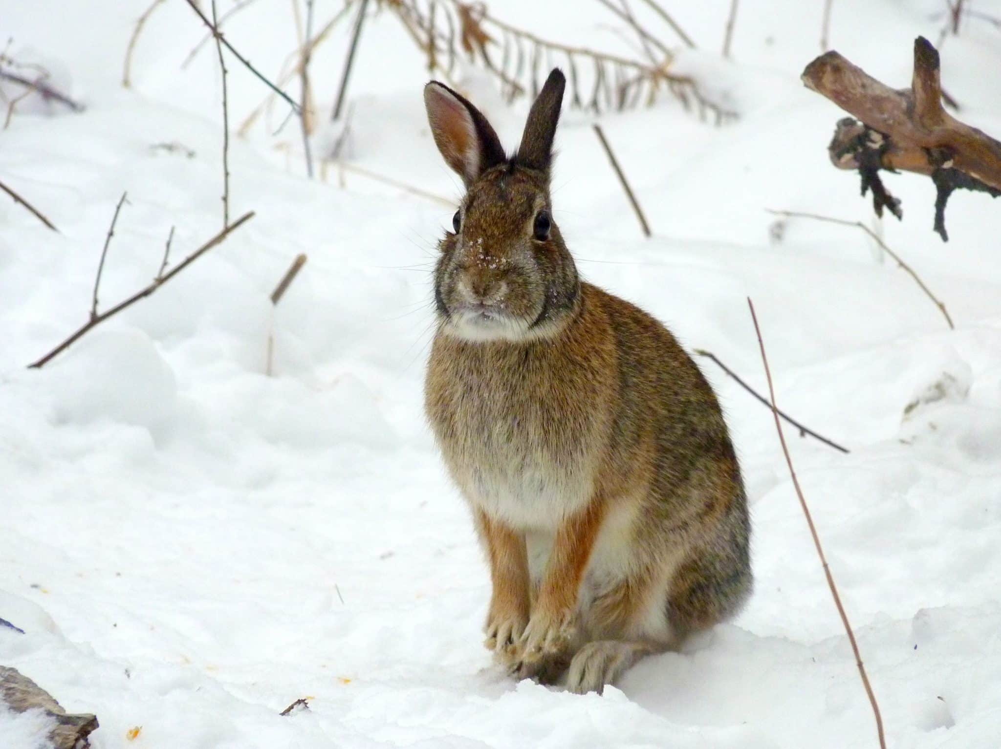 Mackinac Island State Park Natural Wonders Mackinac State Historic