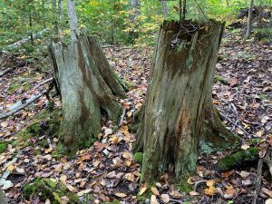 Stumps at Mill Creek that serve as a reminder of logging done at the site. 