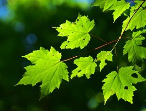 Maple leaves