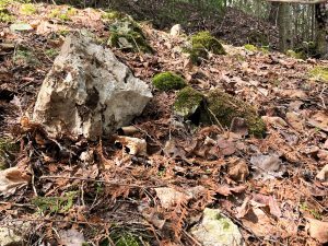 Limestone rocks along Mill Pond Trail