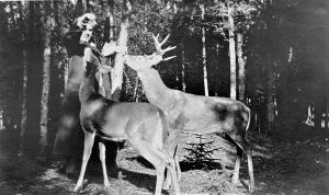 Deer being fed in Deer Park by Clara Kenyon, wife of Park Superintendent Frank Kenyon, circa 1920s