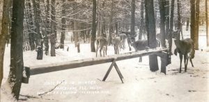 A postcard from of the Deer Park on Mackinac Island from the early 20th century.