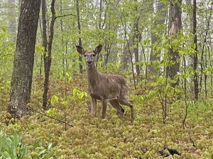 A deer in the woods on Mackinac Island.