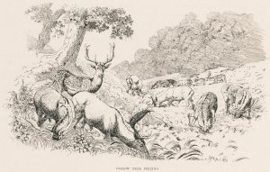 Fallow Deer feeding from British Deer and Their Horns, 1897