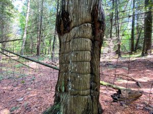 Remnants of a fence in the Deer Park in July, 2022