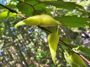 A beaked hazelnut growing along the trail at Historic Mill Creek Discovery Park.