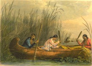 A painting of people gathering wild rice from 1853. 