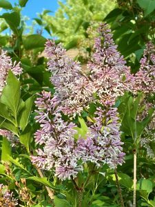 A lilac bush. 