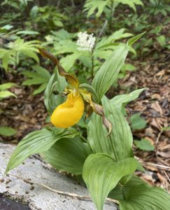 A yellow ladyslipper along Leslie Avenue on Mackinac Island. 