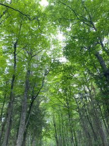 Tall trees on Leslie Avenue. 