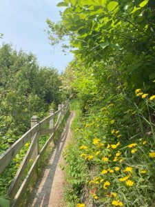 Yellow wildflowers along Pontiac Trail on Mackinac Island. 