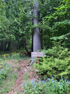 A White Pine with a sign in front of it located along the Mackinac Island Botanical Trail. 