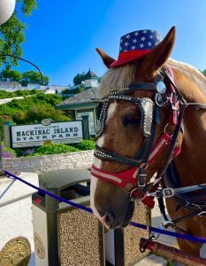 Dex the horse with a special July 4 hat on his head. 