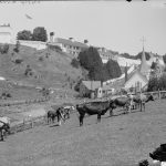 Cattle grazing in what is now Marquette Park, in front of Fort Mackinac, on Mackinac Island.