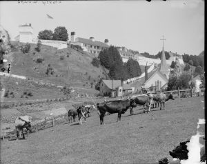 Cattle grazing in what is now Marquette Park, in front of Fort Mackinac, on Mackinac Island. 