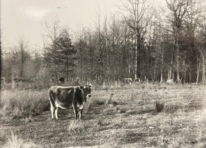 A cow grazing on Mackinac Island. 