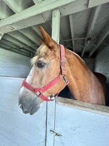 A picture of Doug the horse. 