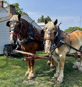 Mackinac State Historic Parks' dray horses, Holiday on the left and Dex on the right. 