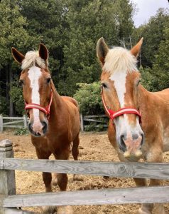 The Mackinac State Historic Parks Dray horses in their pasture. 