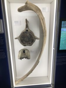 The walrus skull on display today at the University of Michigan Museum of Natural History. 