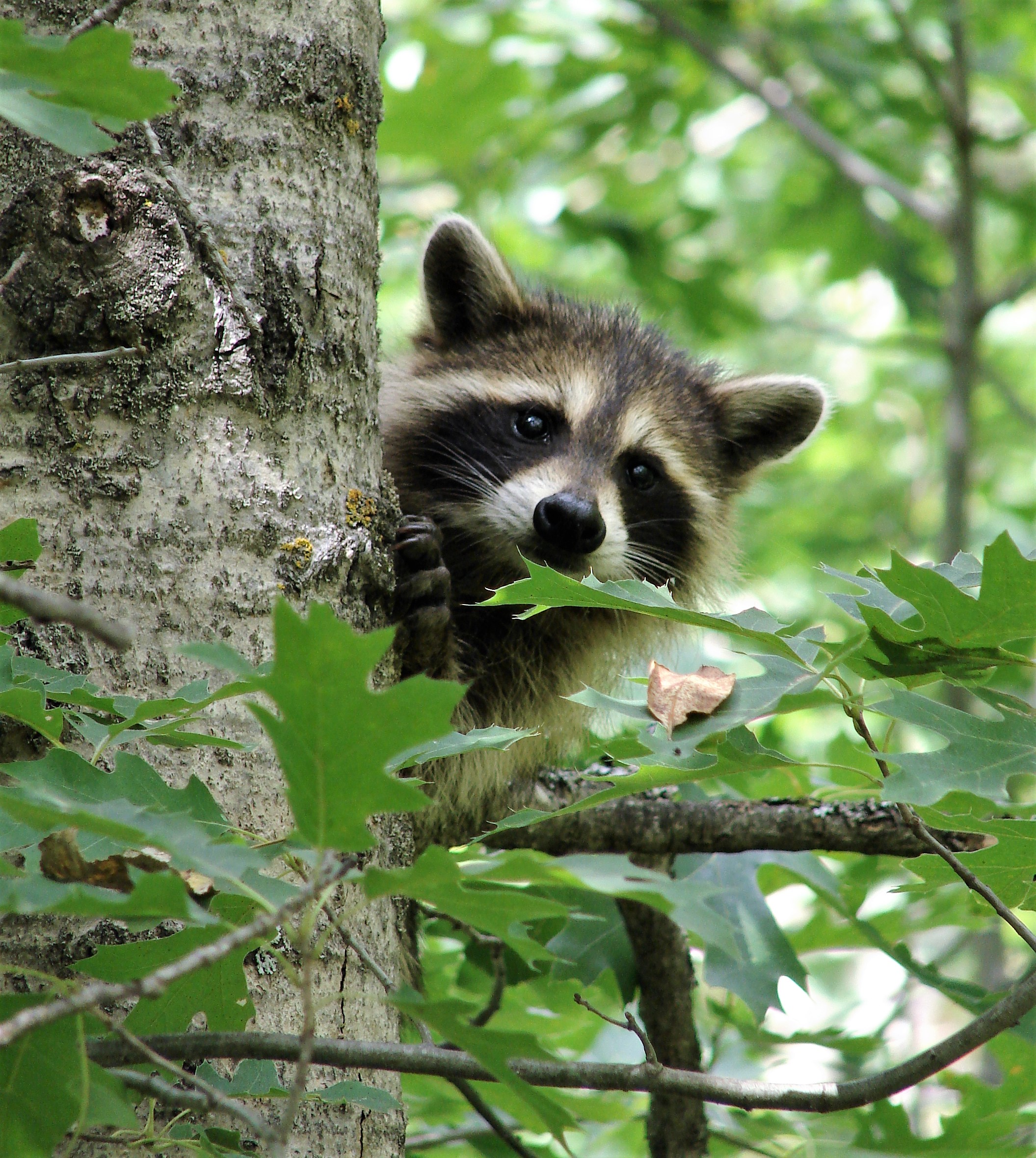 A young raccoon.