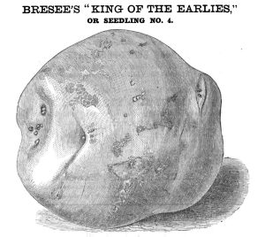 A drawing of the King of the Earlies, a potato sold for $50.00. 