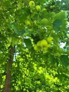 Green apples hanging on a tree with green leaves at Michilimackinac.